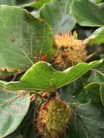 2016-08-27:roncevaux:11 2016-08-27:roncevaux:11