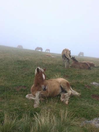 2016-08-27:roncevaux:9 2016-08-27:roncevaux:9